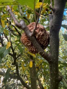 B - P - Natálie Nováková Natálie Novakova - Když život pomalu pomine.